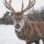 Animal animal photography antler
