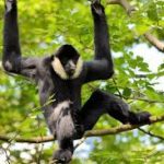 Gibbon public domaine