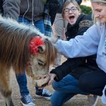 St louis mini horse