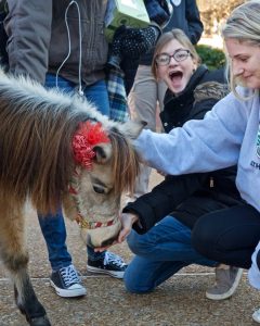 A Great Cure for Stress: Mini-Horses
