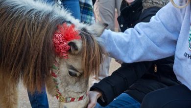 Photo of A Great Cure for Stress: Mini-Horses