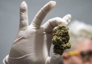 marijuana, pot, drugs