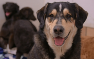 Group rescues 43 dogs from hoarding situation in Chetopa