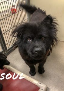 Joplin Humane Society Hosts a Big Adoption Event