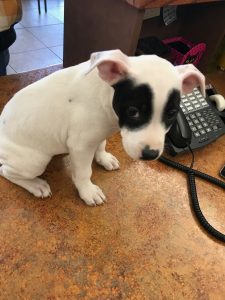 Reading to shelter dogs is FUN-damental