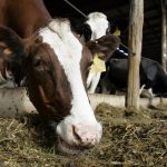 APTOPIX Milk Labeling Hormones