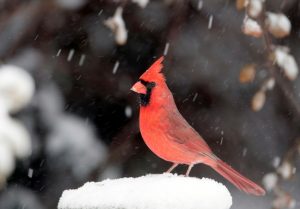Winter storm watch in effect through Sunday