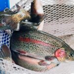 rainbow trout