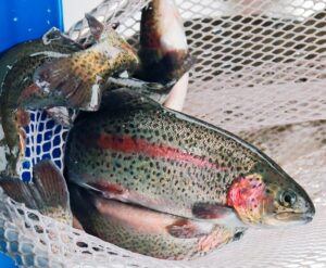 rainbow trout