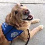 Jackson, Comfort Dog, Immanuel Lutheran, Martin Luther School, Joplin