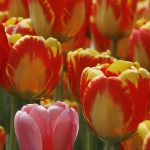 tulips