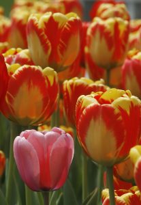 tulips