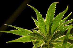 Council holds public hearing for zoning on medical marijuana