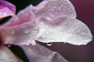 Nice weather signals a time to garden