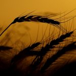 wheat