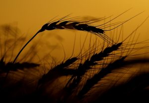 wheat