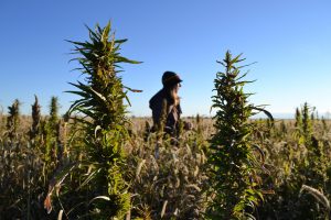 KDA Industrial Hemp Advisory Board to meet