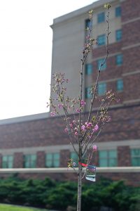 Parson, Birx to take part in roundtable discussion Tuesday