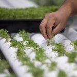 hydroponics, Newstalk KZRG