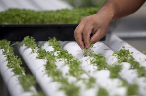 hydroponics, Newstalk KZRG