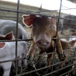 farming, Missouri agriculture, Newstalk KZRG