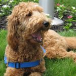 Goldendoodle