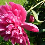 May_Pink_Peony