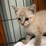 65371117 2286451648135642 8476878648903729152 n