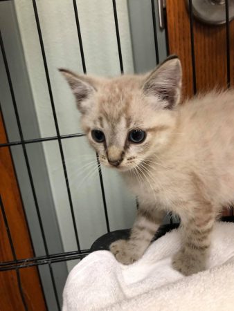 Joplin Humane Society opens a Cat Cafe