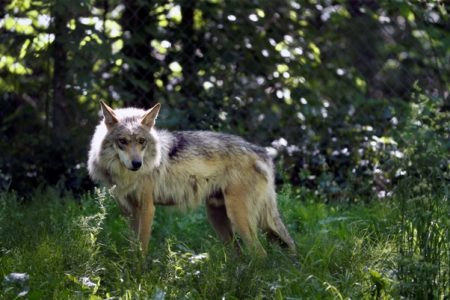 Mexican wolf pups released into the wild