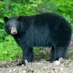 black bear, MDC, Newstalk KZRG