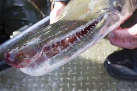 Alligator Gar numbers continue to drop in Missouri