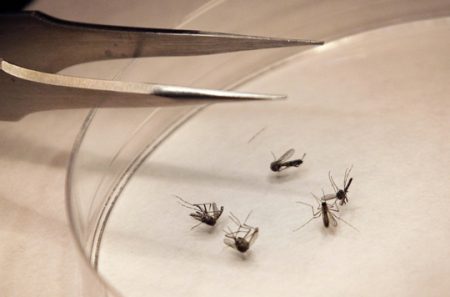 West Nile mosquitoes