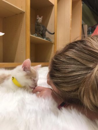 Joplin Humane Society opens “Tiny Tigers” Cafe