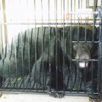 Newstalk KZRG, black bear