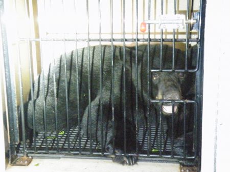 Newstalk KZRG, black bear