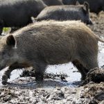 feral hog, wold hog, Newstalk KZRG