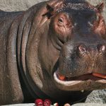 hippo, Newstalk KZRG