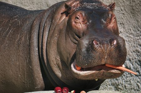 hippo, Newstalk KZRG