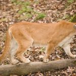 088774EA 43D9 42C6 8B77 AA0F8C28D1A7