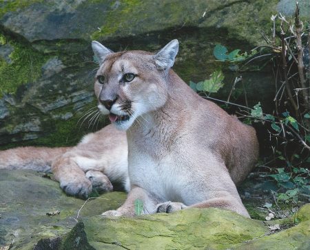 Escaped Cougar Captured