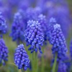 GrapeHyacinth