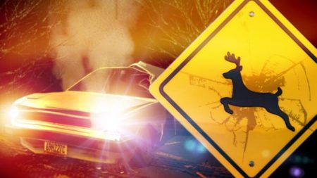 Nearly 3,000 Deer-Related Crashes Last Year: Missouri Drivers Advised to Stay Alert