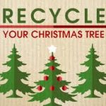 Christmas tree recycle