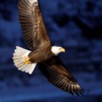 eagle