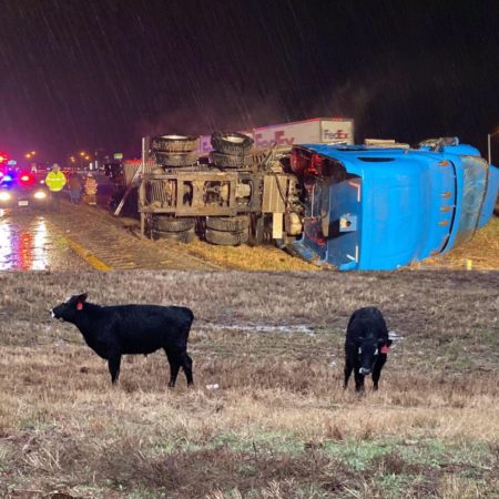 cattle on the loose-overtrned cattle truck, Newstalk KZRG