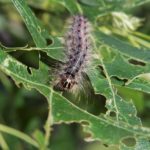 gypsy-moth
