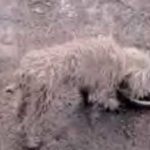 Cedar ridge australians (2)