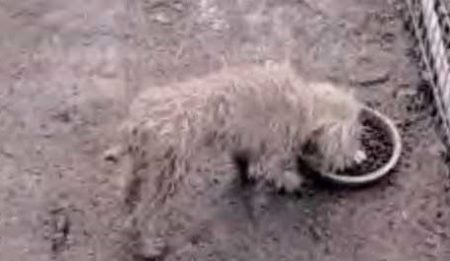 Woman kills dogs instead of surrendering them