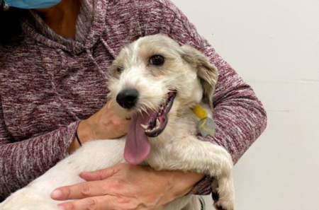 18th annual Pooches in the Ballpark game returns May 6th